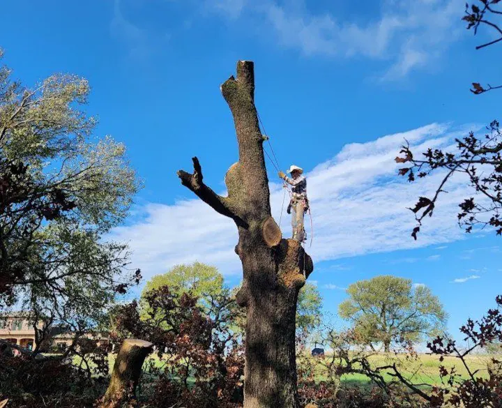 Professional tree service in Bridgeport TX with quality workmanship