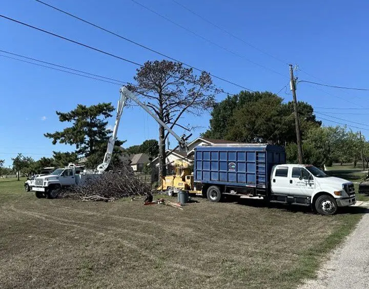 Tree removal service in Bridgeport TX with exceptional property cleanup