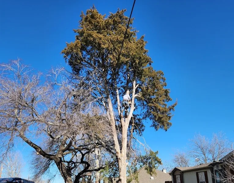Tree trimming and pruning service in Bridgeport TX