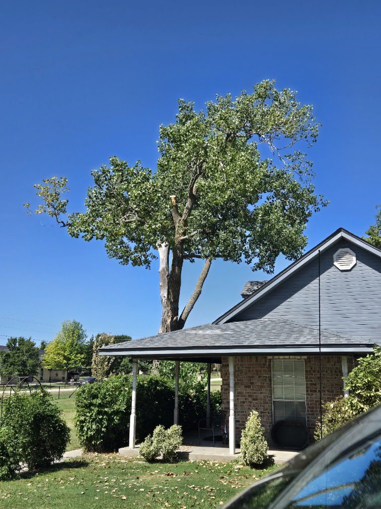 Professional tree trimming and pruning service in Bridgeport TX